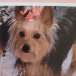 Lela - Yorkshire Terrier