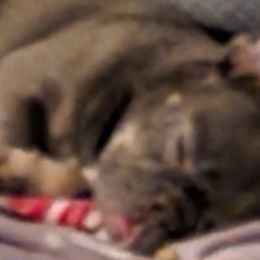 French Bulldogs from JB Iva Bulldogs