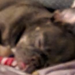 French Bulldogs from JB Iva Bulldogs