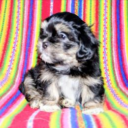 Flint - Black and tan male Lhasa Apso puppy in Hillsboro, Oregon from Luv-N-Laughter Lhasa Apsos