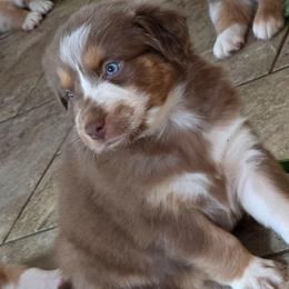 Neymar FIFA - Red tri-color male Australian Shepherd puppy in Solon, Maine from Mountain Range Australian Shepherds