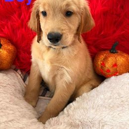 Golden Retriever Puppies from American True Golden retriever