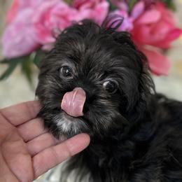 Prince - Black and white male Shih Tzu puppy in Victorville, California from Precioustzus