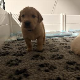 Boy 4 - Golden male Golden Retriever puppy in Murrieta, California from The Golden Leash Kennels