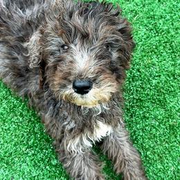 Boy 6 - Merle male Goldendoodle puppy in Holly, Colorado from Vida’s Loving Doodles