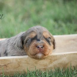 Dean - Blue merle male Bernedoodle puppy in Longview, Texas from Furry Tail Doodles