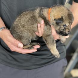 German Shepherd Puppies from Sua Sponte GSDs