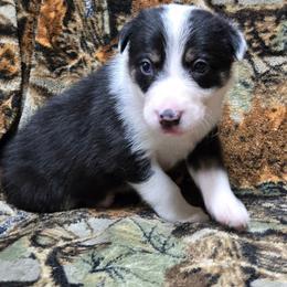 Boys-contact breeder for availability - Tri-color male Border Collie puppy in Pennsylvania from Winter Creek Border Collies