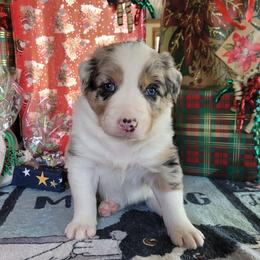 Ember - Blue merle female Border Collie puppy in Morgan, Texas from Shooting Star Ranch