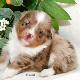Forrest - Red merle male Australian Shepherd puppy in Ranger, Texas from Outback Mini Aussies