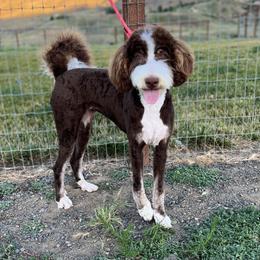 Bernedoodle Puppies from Over the Moon Poodles and Doodles