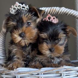 Daisy - Black and gold female Yorkshire Terrier puppy in Antelope, California from Yorkie Family Home