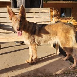 Lyra - German Shepherd