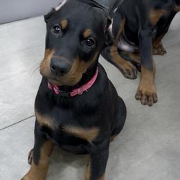 Girl (Pink Collar) - Black and rust female Doberman Pinscher puppy in Centralia, Missouri from TopSpots Farm