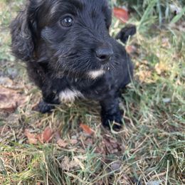 Cobbler - Black and white female Aussiedoodle puppy in Edmond, Oklahoma from Oodles of Doodles and Poodles