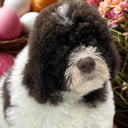 Cronut - White male Lagotto Romagnolo puppy in Chicago, Illinois from Midwest Lagotto Romagnolo