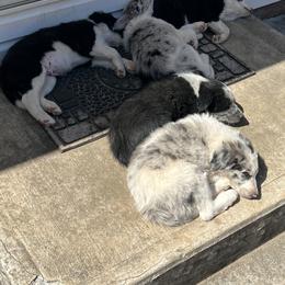 Border Collie Puppies from Roaring River Border Collies
