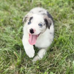 Annie Oakley - Blue merle female Border Collie puppy in Owenton, Kentucky from Three16 Ranch