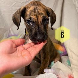 Honey - Brindle female Great Dane puppy in Columbus, Ohio from Von Schaaf Haus DuPree