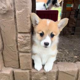 Bluey - Red female Pembroke Welsh Corgi puppy in Goldthwaite, Texas from Everlove Pembroke Welsh Corgis
