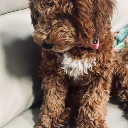 Mocha - Goldendoodle