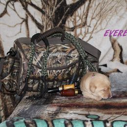 Labrador Retriever Puppies from Copper Creek Outfitters and Kennel