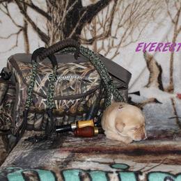 Labrador Retriever Puppies from Copper Creek Outfitters and Kennel