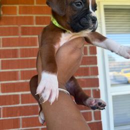 Green - Fawn female Boxer puppy in Louisville, Kentucky from Nelson’s Fancy Frenchies and Bulldogs