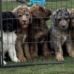 Saint Berdoodle Puppies from Badland St. Berdoodles LLC