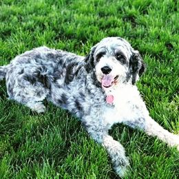 Luna - Aussiedoodle