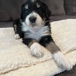 Aussiedoodle Puppies from A Dose Of Doodle