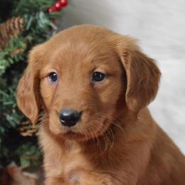 French Bulldog, Golden Retriever, and Labrador Retriever Puppies from Trigger Time Kennels