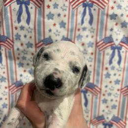 Baby Ruth - White and black female Dalmatian puppy in Austin, Texas from Dazzling Dalz