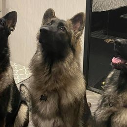 German Shepherds from Alexadelhuis
