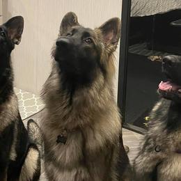 German Shepherds from Alexadelhuis