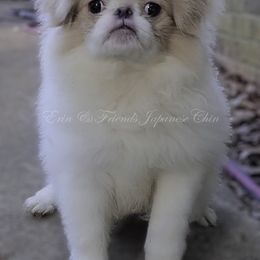 Remi - Lemon and white male Japanese Chin puppy in Johnson City, Tennessee from Erin & Friends Japanese Chin