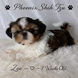 Zoe - Gold and white female Shih Tzu puppy in Hayden, Idaho from Phoenix Shih Tzu
