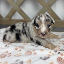 Boy 4 - Blue merle male Australian Shepherd puppy in Volant, Pennsylvania from Addie's Aussies
