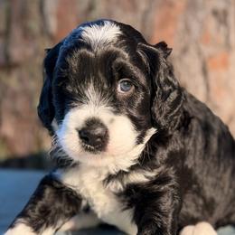 Baltic - Black and white female Bernedoodle puppy in Russellville, Arkansas from Crossgate Doodles