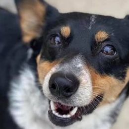 American Corgis from Lena Valley Cattle Dogs and Poodles