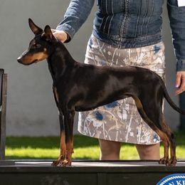 Doja - Manchester Terrier