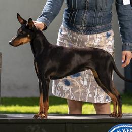Doja - Manchester Terrier