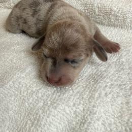 Female 1 - Dapple female Dachshund puppy in El Campo, Texas from Creamer Creek Kennel