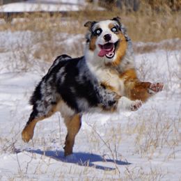 Shelby - Miniature Australian Shepherd