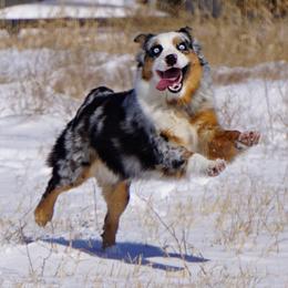 Shelby - Miniature Australian Shepherd