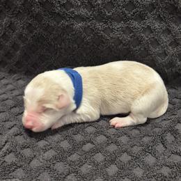 Blue Collar - Gold merle male Border Collie puppy in Gadsden, Alabama from Collie Wood Hills