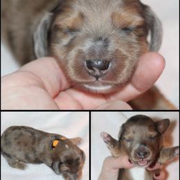 Eros - Dapple male Dachshund puppy in South Webster, Ohio from Griffith’s Gorgeous Dachshunds