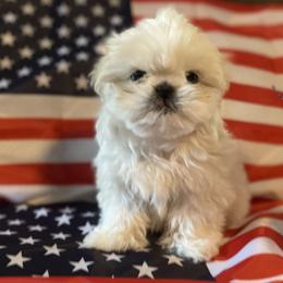 Shih Tzu puppies from Fields' Precious Pups