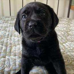Ms. Purple - Black female Labrador Retriever puppy in New Hanover, New Jersey from Misty Labs