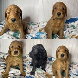 Goldendoodle Puppies from PNW Puppies